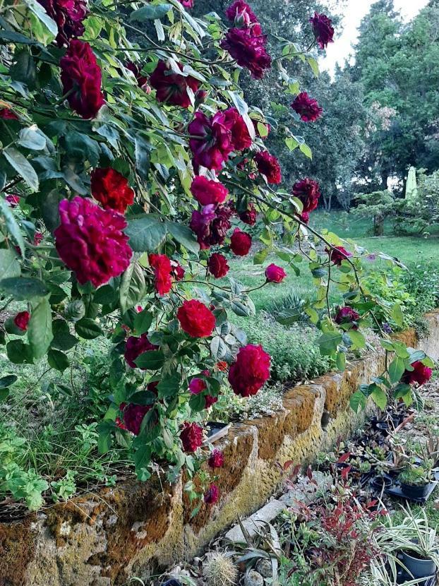 Agriturismo La Romanella Villa Viterbo Buitenkant foto